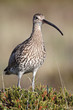 Brachvogel Brachvogel