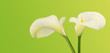 Arums