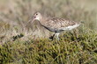 Brachvogel
