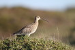 Brachvogel