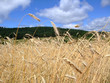Photo: champ de blé champ de blé
