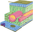 cross section of a leaf