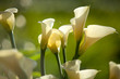 Calla Lily with black background