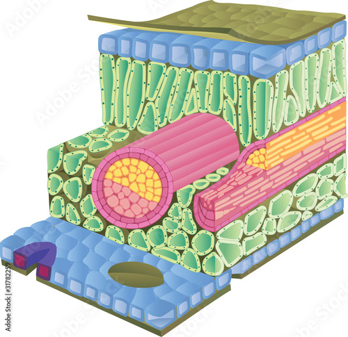 Vector: cross section of a leaf cross section of a leaf