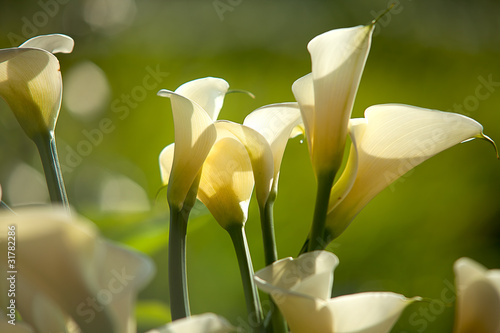 Photo: Calla Lily with black background Calla Lily with black background
