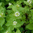Knoblauchsrauke - Alliaria petiolata