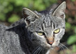 chat gris