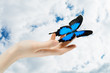 Foto: butterfly butterfly