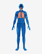 human body