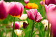 Beautiful spring tulips