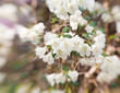 rhododendron with rhododendron with