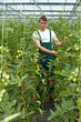 Foto: Landwirt zwischen Tomatenpflanzen Landwirt zwischen Tomatenpflanzen
