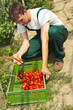 Schadhafte Tomaten aussortieren