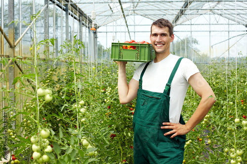 Foto: Landwirt erntet Tomaten Landwirt erntet Tomaten
