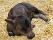 Calf, Becerro. Calf, Becerro.
