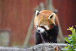 レッサーパンダ
