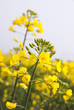 Fiori di colza