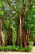 Banyanbaum