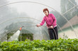 woman watering Seedling woman watering Seedling