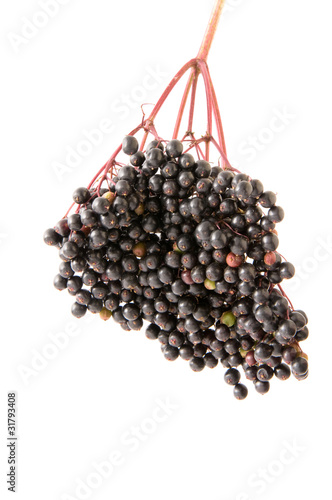 Foto: Holunderbeeren - Black Elder Holunderbeeren - Black Elder