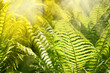 Foto: Fern leaves Fern leaves
