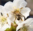 The wasp collects nectar