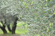 OLIVES