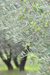 OLIVES