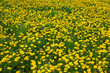 Dandelions