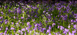Blue bells.