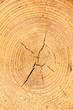 Baum Maserung