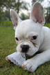französische bulldogge