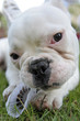 französische bulldogge