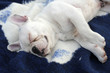 französische bulldogge