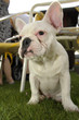 Foto: französische bulldogge französische bulldogge