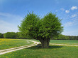 Baum Hainbuche