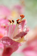 Fleur de châtaignier - macrophotographie Fleur de châtaignier - macrophotographie