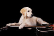 chiot guitariste chiot guitariste