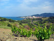 Banyuls village vineyard