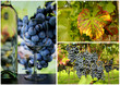 Foto: Weinberg Weinberg