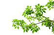 Green leave on white background