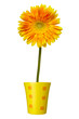 flower nature garden botany daisy bloom pot