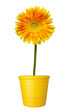 flower nature garden botany daisy bloom pot