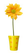 flower nature garden botany daisy bloom pot