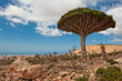 Dragon trees at Dixam plateau, Socotra, Yemen