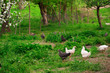 Chickens in green grass. Shallow DOF, focus on front chickens. Chickens in green grass. Shallow DOF, focus on front chickens.