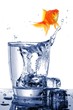 goldfish