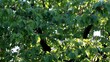 Video: Vogelgezwitscher im Wald Vogelgezwitscher im Wald