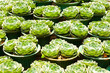 Sempervivum