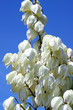 hampe florale d'agave